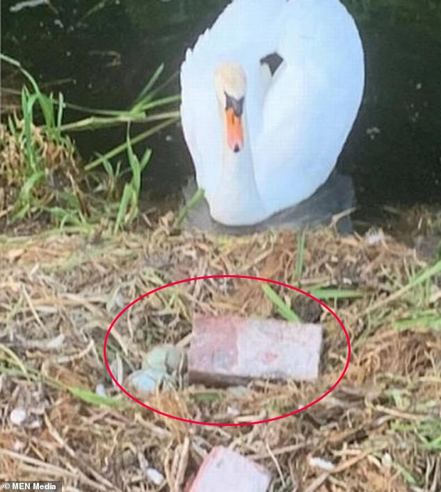 Tổ trứng bị nhóm thiếu nhiên ném vỡ nát, chim thiên nga mẹ gục chết ngay bên cạnh vì quá đau lòng - Ảnh 1. Tổ trứng bị nhóm thiếu nhiên ném vỡ nát, chim thiên nga mẹ gục chết ngay bên cạnh vì quá đau lòng - Ảnh 1.