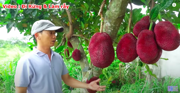 Thực hư về quả mít vỏ đỏ “độc nhất vô nhị” tại Việt Nam đang khiến cộng đồng mạng tranh cãi: Lẽ nào lại là chiêu trò “câu view”? - Ảnh 5.