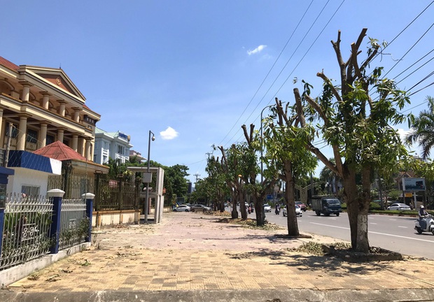 Hàng loạt cây xanh ở thành phố Vinh bị cắt trụi trong nắng nóng đỉnh điểm - Ảnh 3.