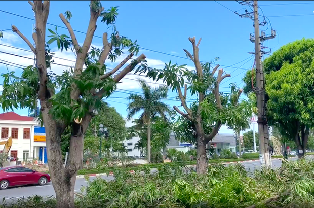 Hàng loạt cây xanh ở thành phố Vinh bị cắt trụi trong nắng nóng đỉnh điểm - Ảnh 4.