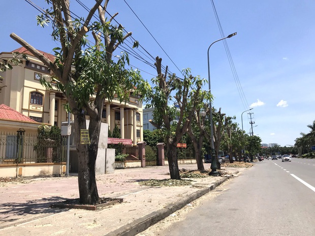 Hàng loạt cây xanh ở thành phố Vinh bị cắt trụi trong nắng nóng đỉnh điểm - Ảnh 9.