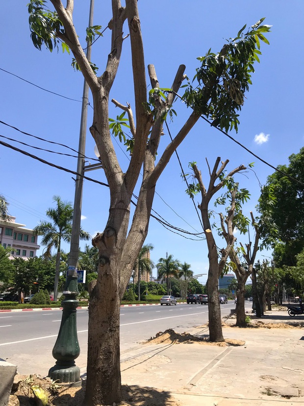 Hàng loạt cây xanh ở thành phố Vinh bị cắt trụi trong nắng nóng đỉnh điểm - Ảnh 10.