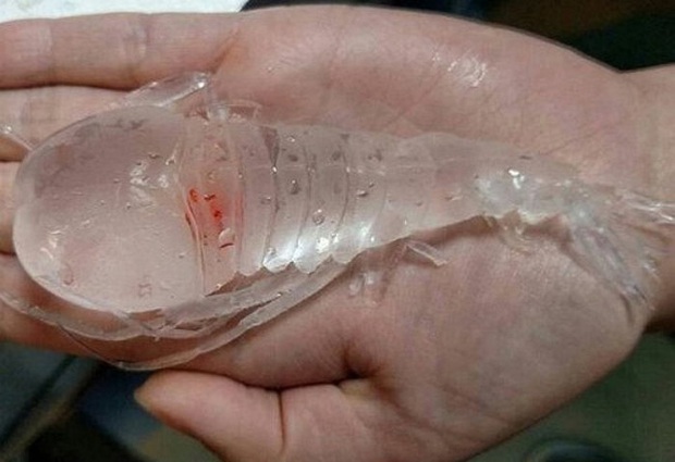 Sinh vật trong suốt khiến dân mạng hoang mang không rõ danh tính, sự thật là nó không phải con tôm và có biệt tài ẩn náu thần sầu - Ảnh 1. Sinh vật trong suốt khiến dân mạng hoang mang không rõ danh tính, sự thật là nó không phải con tôm và có biệt tài ẩn náu thần sầu - Ảnh 1.