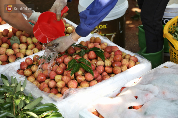 Mùa vải thiều Bắc Giang, kiếm bạc triệu mỗi ngày từ nghề “cửu vạn”: “Có những đợt tôi thức xuyên mấy ngày đêm bốc vác vải, cũng vì miếng cơm gia đình” - Ảnh 8.