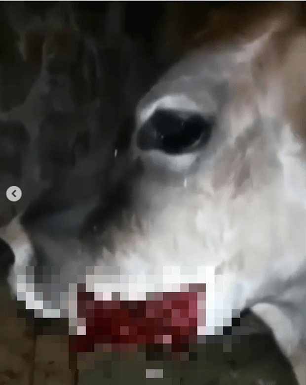Bò mẹ bị thương nặng vì ăn phải bánh nhét thuốc nổ bên trong, hé lộ phương thức xua đuổi động vật và săn thịt thú rừng dã man - Ảnh 2.