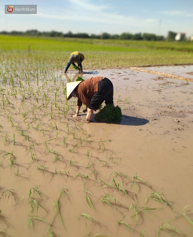Cụ bà gần 90 tuổi ở Hà Nội hàng ngày đi cấy, đan lưới làm thú vui tao nhã: “Các cháu chưa chắc đã khoẻ bằng tôi” - Ảnh 7. Cụ bà gần 90 tuổi ở Hà Nội hàng ngày đi cấy, đan lưới làm thú vui tao nhã: “Các cháu chưa chắc đã khoẻ bằng tôi” - Ảnh 7.