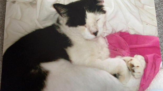 Đi lạc 12 năm trời, chú mèo bỗng may mắn tìm được chủ cũ và cuộc hội ngộ đầy bất ngờ gây xúc động - Ảnh 2.