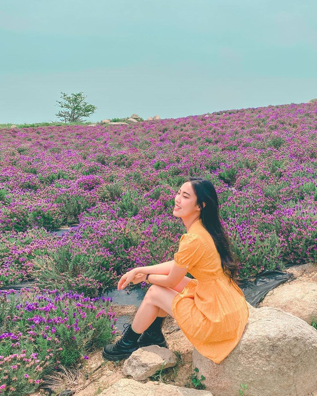Một hòn đảo kỳ lạ vừa xuất hiện ở Hàn Quốc đã tạo cơn bão check-in trên MXH: Tất cả mọi thứ đều nhuốm màu “tím lịm tìm sim” - Ảnh 28.