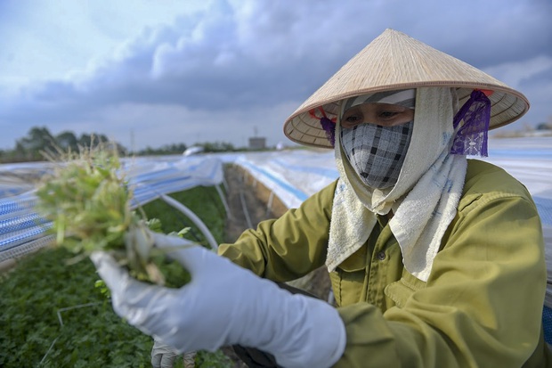 Người dân dùng nguồn nước chuyển màu, sủi bọt để tưới rau: Chúng tôi không còn sự lựa chọn nào khác - Ảnh 3.