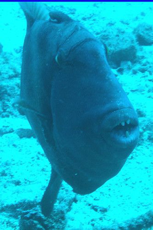 Loài cá tai tiếng nhất đại dương: Đã xấu phát hờn còn nổi tiếng trẻ trâu, gây sự cả với con người - Ảnh 6.