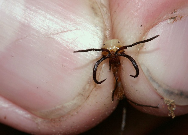 Loài kiến háu ăn nhất thiên nhiên: một ngày săn 500.000 con mồi, hàm răng nối lành được vết thương của người - Ảnh 2.