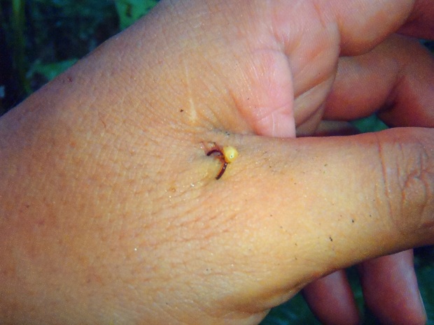 Loài kiến háu ăn nhất thiên nhiên: một ngày săn 500.000 con mồi, hàm răng nối lành được vết thương của người - Ảnh 5.