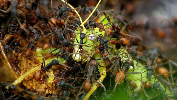 Loài kiến háu ăn nhất thiên nhiên: một ngày săn 500.000 con mồi, hàm răng nối lành được vết thương của người - Ảnh 7.