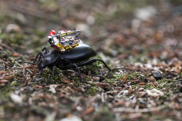 Chế tạo thành công camera siêu tý hon, nhỏ đến mức có thể lắp vừa trên lưng một con bọ cánh cứng - Ảnh 1.