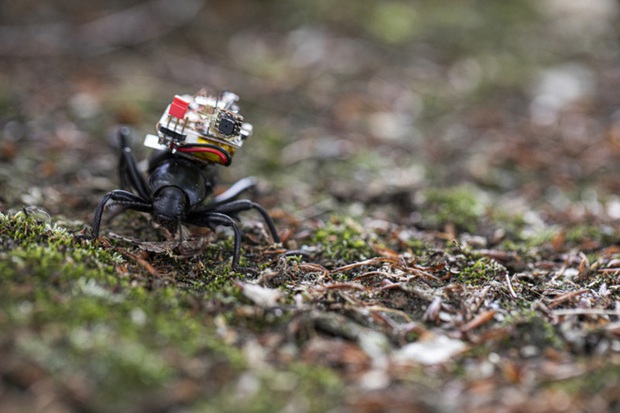 Chế tạo thành công camera siêu tý hon, nhỏ đến mức có thể lắp vừa trên lưng một con bọ cánh cứng - Ảnh 2.
