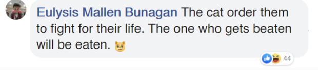 Boss mèo ung dung hóng hớt hai con chuột hỗn chiến, dân mạng thích thú nghĩ ngay đến 7749 kịch bản kịch tính như Tom và Jerry - Ảnh 4.