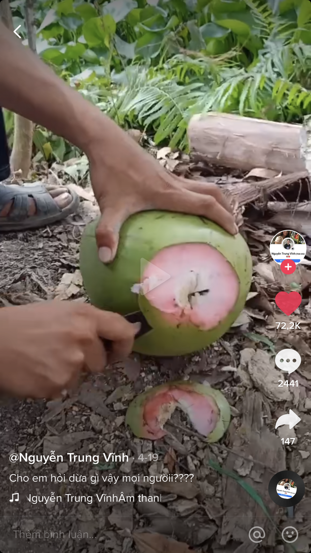 Trái dừa màu hồng kỳ lạ đang khiến dân mạng bàn tán xôn xao trên TikTok: Là thật hay lại chiêu trò “câu view”? - Ảnh 1. Trái dừa màu hồng kỳ lạ đang khiến dân mạng bàn tán xôn xao trên TikTok: Là thật hay lại chiêu trò “câu view”? - Ảnh 1.