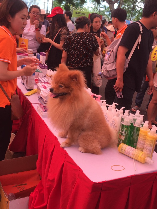 Loạt biểu cảm đang yên đang lành bị má dẫn đi nhà trẻ của các hoàng thượng ở Ngày hội thú cưng Cần Thơ - Ảnh 9.