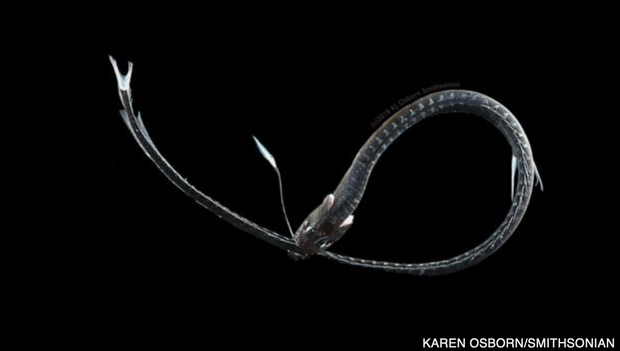 Giải mã bí ẩn: Loài cá đen bậc nhất hành tinh, vẻ ngoài tăm tối đến mức không thể chụp ảnh cuối cùng đã có thể giải thích - Ảnh 4.