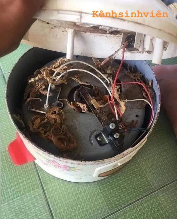 Cứ nấu cơm lại có mùi khét lẹt, nam sinh rùng mình khi tự tay mở đáy nồi cơm điện - Ảnh 1.