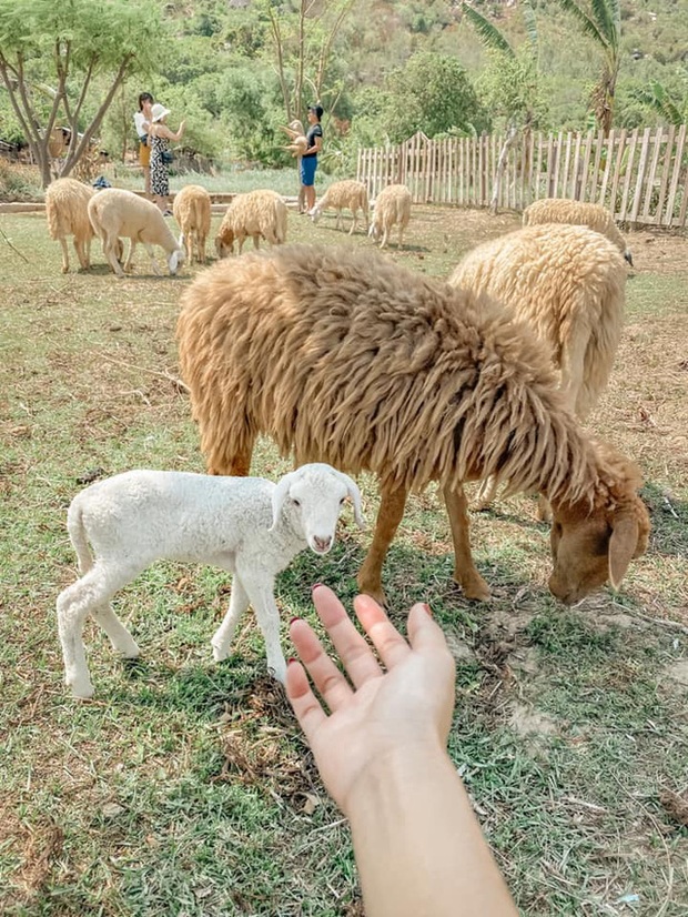 Thử trọn gói dịch vụ 5 sao ở Nha Trang: Đi bộ dưới biển, bay dù lượn, tắm bùn. Chỉ hết 8 triệu? - Ảnh 10.