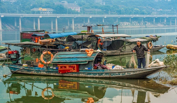 Cấm đánh cá khiến hàng vạn lao động bơ vơ: Liệu TQ có thể hồi sinh sông Dương Tử thành công? - Ảnh 1.