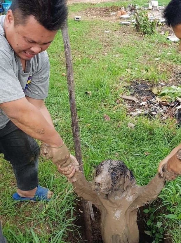 Những chú thú cưng bước nhầm chân trái ra đường, xui xẻo bủa vây tứ phía không buông tha - Ảnh 7.