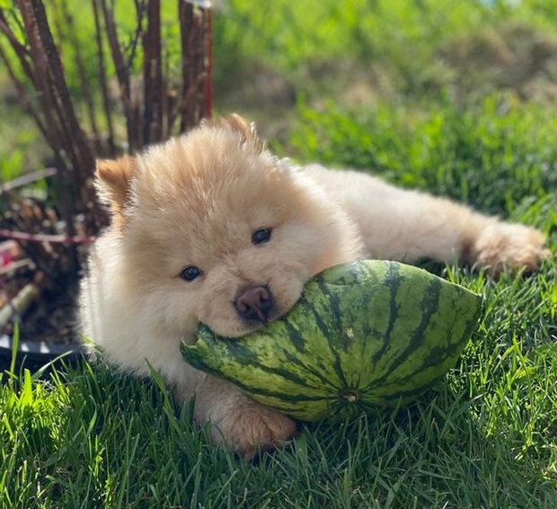 Loạt hình chứng minh cún chow chow mới cái đồ đáng yêu nhất quả đất, ai nhìn cũng muốn lao vào nựng một cái - Ảnh 15.