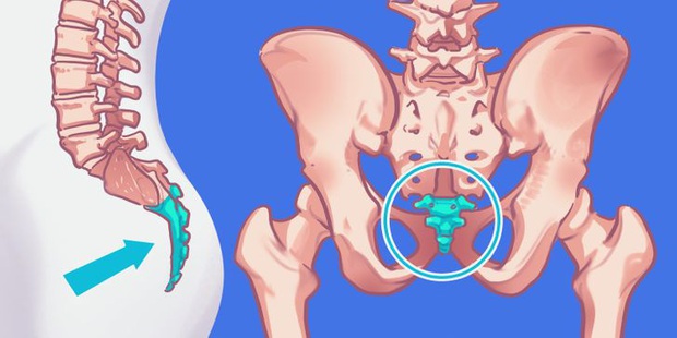 9 bộ phận vô dụng đến thảm thương trên cơ thể chúng ta, nhưng lại là bảo chứng sinh tồn của quá trình tiến hóa - Ảnh 3. 9 bộ phận vô dụng đến thảm thương trên cơ thể chúng ta, nhưng lại là bảo chứng sinh tồn của quá trình tiến hóa - Ảnh 3.