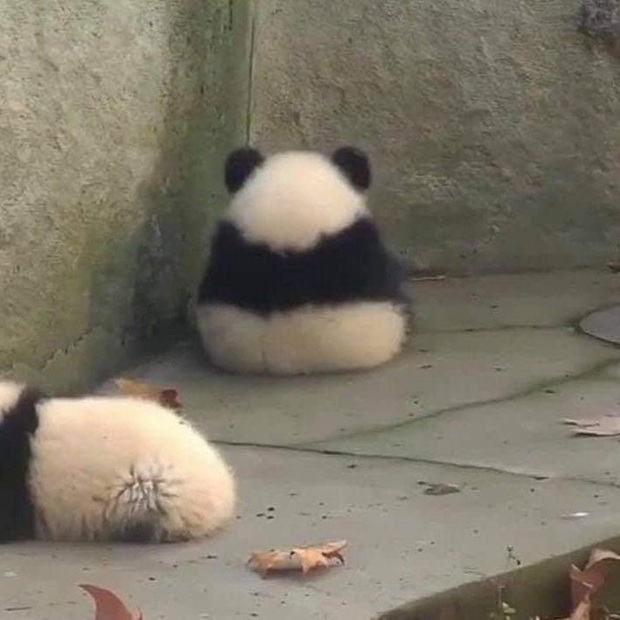 Cười vỡ bụng với loạt ảnh những con vật bị thần heo nhập, béo ục ịch lăn nhanh hơn đi mà đáng yêu hết nấc khiến ai cũng muốn ôm - Ảnh 1.