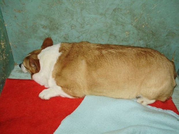 Cười vỡ bụng với loạt ảnh những con vật bị thần heo nhập, béo ục ịch lăn nhanh hơn đi mà đáng yêu hết nấc khiến ai cũng muốn ôm - Ảnh 12.