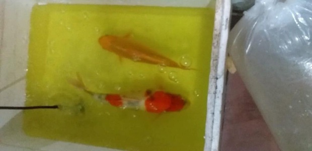 2 thanh niên ở Đà Nẵng trộm đàn cá Koi gần trăm triệu đồng, nấu làm mồi nhậu - Ảnh 1.