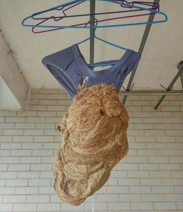 Ám ảnh khung cảnh bẩn thỉu bên trong ký túc xá sau mùa dịch: Chuột làm thành tổ, cây mọc dài hàng mét - Ảnh 6.