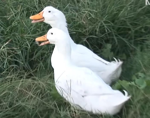 Ôm mối thù xưa, anh em vịt ngày nào cũng lùa chị gà mái chạy sấp mặt, không còn tâm trạng mà đẻ trứng - Ảnh 5.