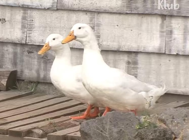 Ôm mối thù xưa, anh em vịt ngày nào cũng lùa chị gà mái chạy sấp mặt, không còn tâm trạng mà đẻ trứng - Ảnh 12.