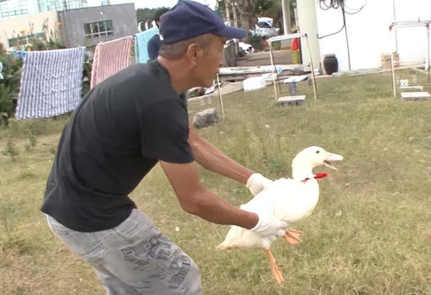 Ôm mối thù xưa, anh em vịt ngày nào cũng lùa chị gà mái chạy sấp mặt, không còn tâm trạng mà đẻ trứng - Ảnh 16.