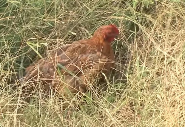 Ôm mối thù xưa, anh em vịt ngày nào cũng lùa chị gà mái chạy sấp mặt, không còn tâm trạng mà đẻ trứng - Ảnh 3.