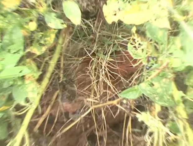 Ôm mối thù xưa, anh em vịt ngày nào cũng lùa chị gà mái chạy sấp mặt, không còn tâm trạng mà đẻ trứng - Ảnh 8.