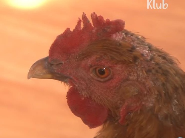 Ôm mối thù xưa, anh em vịt ngày nào cũng lùa chị gà mái chạy sấp mặt, không còn tâm trạng mà đẻ trứng - Ảnh 15.