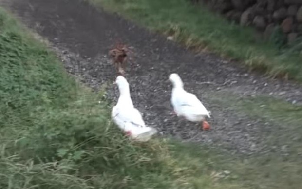 Ôm mối thù xưa, anh em vịt ngày nào cũng lùa chị gà mái chạy sấp mặt, không còn tâm trạng mà đẻ trứng - Ảnh 6.