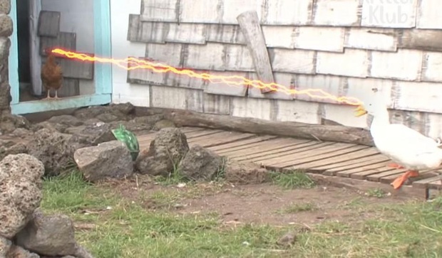 Ôm mối thù xưa, anh em vịt ngày nào cũng lùa chị gà mái chạy sấp mặt, không còn tâm trạng mà đẻ trứng - Ảnh 13.