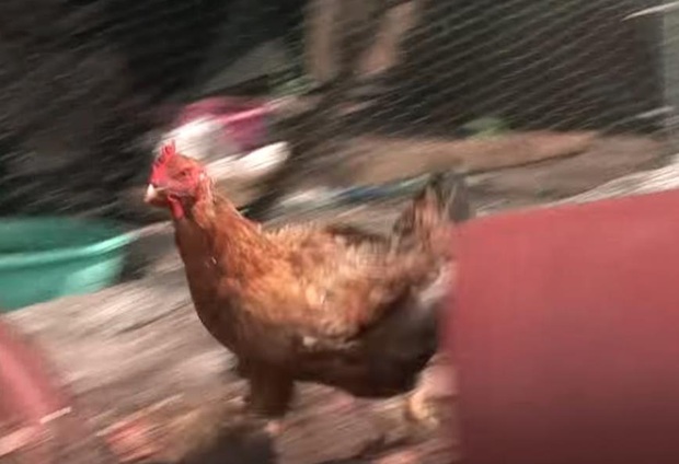 Ôm mối thù xưa, anh em vịt ngày nào cũng lùa chị gà mái chạy sấp mặt, không còn tâm trạng mà đẻ trứng - Ảnh 4.