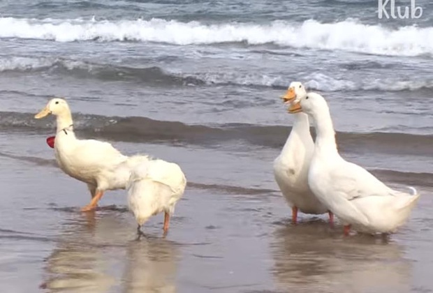 Ôm mối thù xưa, anh em vịt ngày nào cũng lùa chị gà mái chạy sấp mặt, không còn tâm trạng mà đẻ trứng - Ảnh 17.