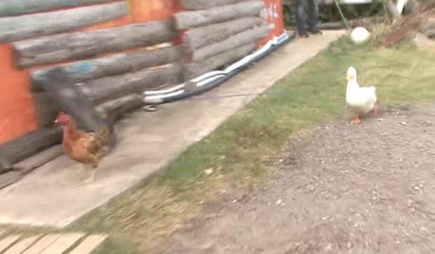 Ôm mối thù xưa, anh em vịt ngày nào cũng lùa chị gà mái chạy sấp mặt, không còn tâm trạng mà đẻ trứng - Ảnh 7.