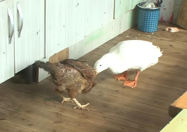 Ôm mối thù xưa, anh em vịt ngày nào cũng lùa chị gà mái chạy sấp mặt, không còn tâm trạng mà đẻ trứng - Ảnh 14.