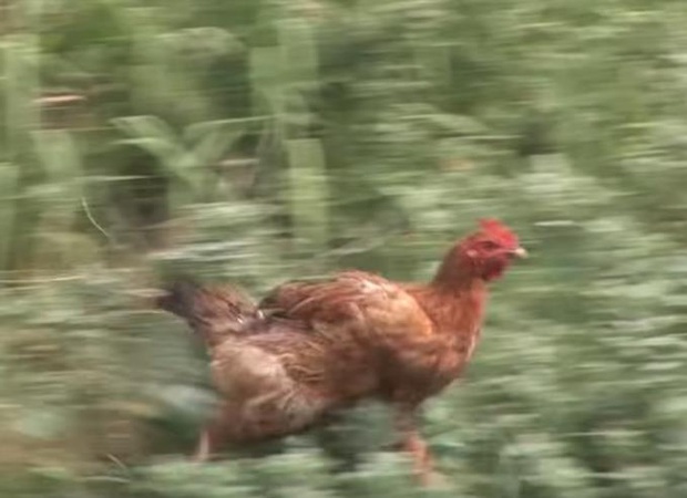 Ôm mối thù xưa, anh em vịt ngày nào cũng lùa chị gà mái chạy sấp mặt, không còn tâm trạng mà đẻ trứng - Ảnh 1.