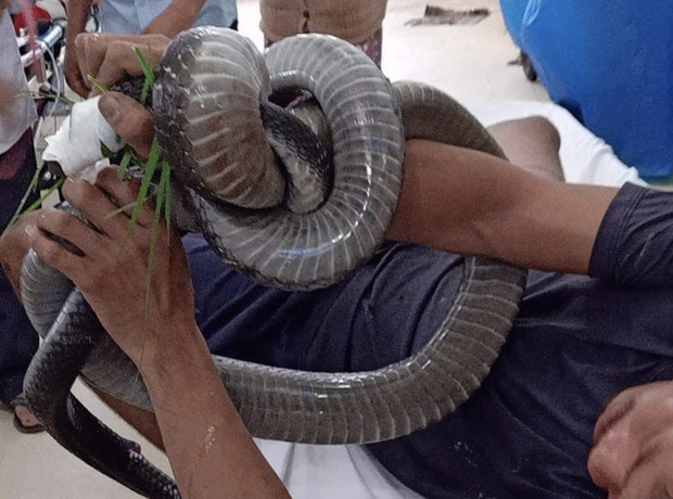 Tây Ninh: Người đàn ông 38 tuổi nguy kịch vì rắn hổ chúa cắn vào đùi, tay vẫn cầm đầu rắn khi vào viện - Ảnh 2.