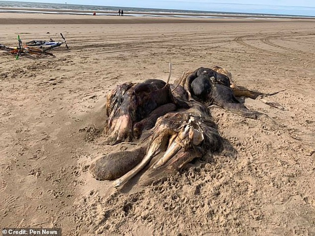 Xác quái vật kỳ lạ dài 4,5m có chi và lông dạt vào bờ biển khiến nhiều người khiếp sợ, dân mạng nổ ra tranh cãi vì không biết là loài gì - Ảnh 2.