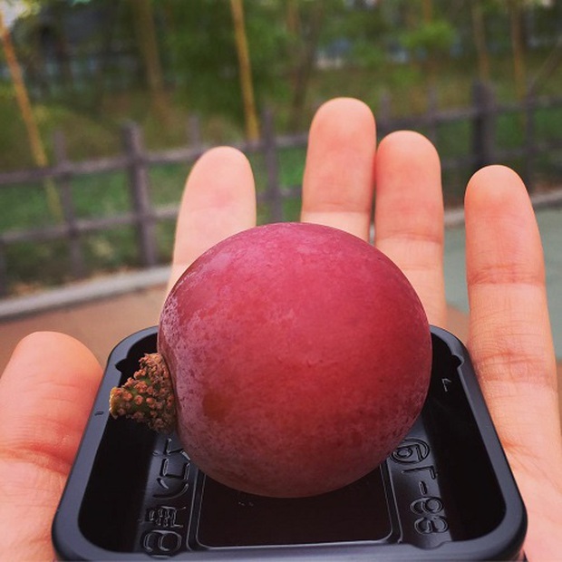 Từ Trấn Thành đến Quỳnh Trần JP, Gia đình Cam Cam đều thi nhau review loại nho Nhật giá 11 triệu/chùm: Có gì mà đắt tới vậy? - Ảnh 6.