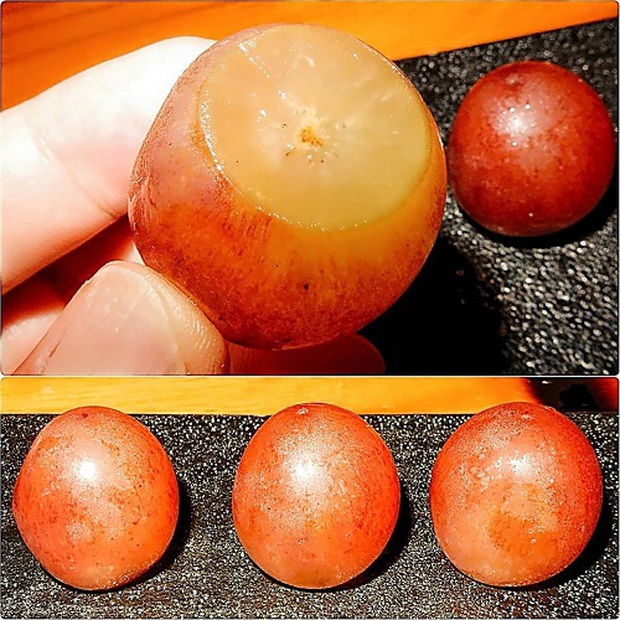 Từ Trấn Thành đến Quỳnh Trần JP, Gia đình Cam Cam đều thi nhau review loại nho Nhật giá 11 triệu/chùm: Có gì mà đắt tới vậy? - Ảnh 5.